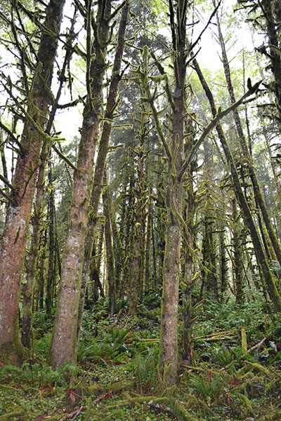Inside image of forest with so many long trees