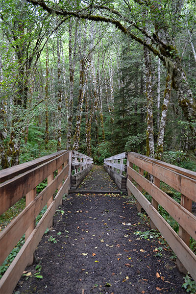 A long bridge in between the forest surrounded with trees