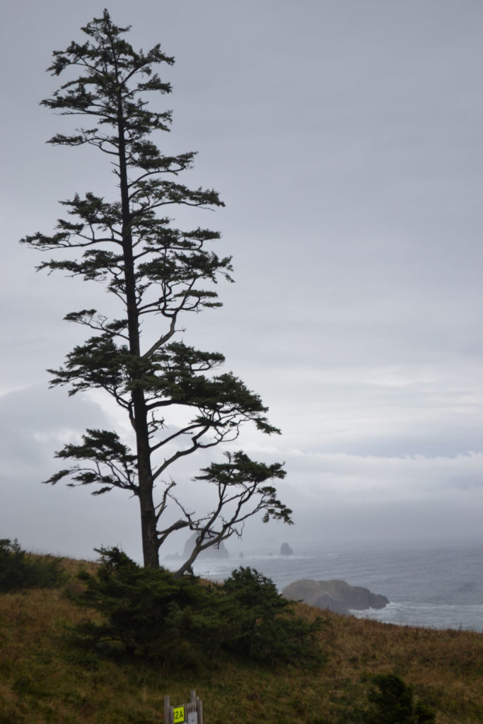 A long tree on the mountain of a forest