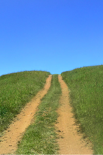 A long pathway covered with green grasses